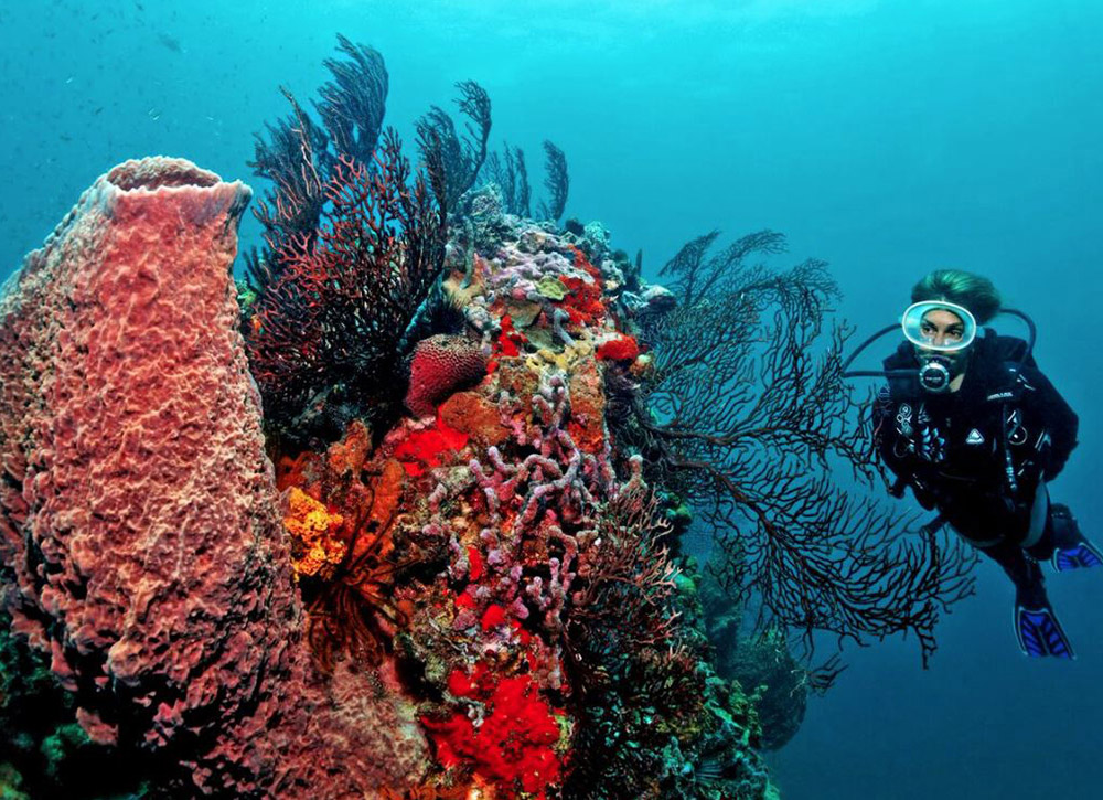 Anse Chastanet Resort Snorkling