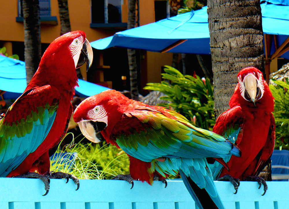The Parrots of Aruba