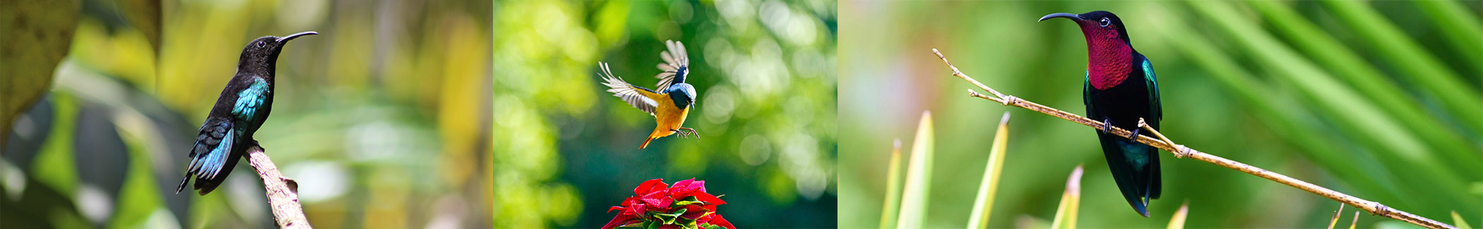 The Exotic Birds of Saint Lucia Banner